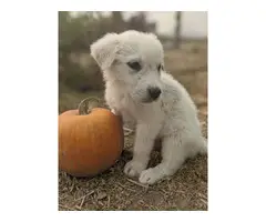 10 Great Pyrenees Puppies available - 5