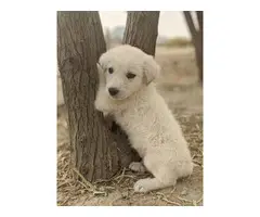 10 Great Pyrenees Puppies available - 6