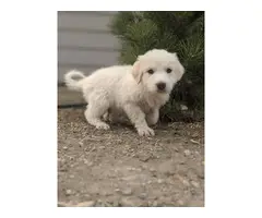 10 Great Pyrenees Puppies available - 7