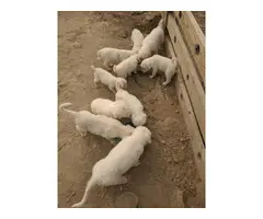 10 Great Pyrenees Puppies available - 8