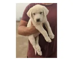 10 Great Pyrenees Puppies available - 9