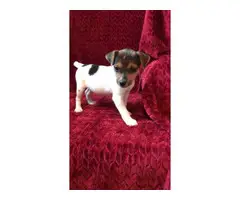 2 females Jack Russell terrier puppies