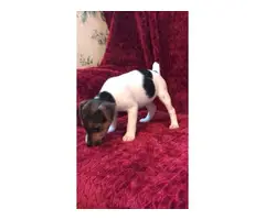 2 females Jack Russell terrier puppies - 3
