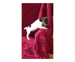 2 females Jack Russell terrier puppies - 4