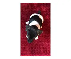2 females Jack Russell terrier puppies - 5