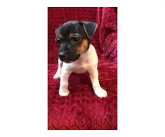 2 females Jack Russell terrier puppies - 6
