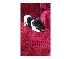 2 females Jack Russell terrier puppies - 7