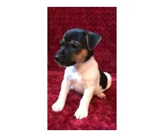 2 females Jack Russell terrier puppies - 8