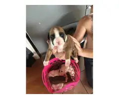 Boxer puppies only 3 left
