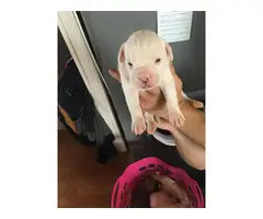 Boxer puppies only 3 left