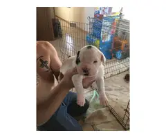 Boxer puppies only 3 left