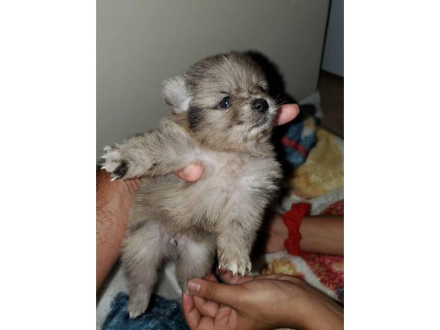 Two cute pomeranian puppies for sale in Houston, Texas ...