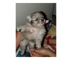 Two cute pomeranian puppies for sale - 2