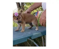 7 weeks old Shiba inu puppies to be re-home
