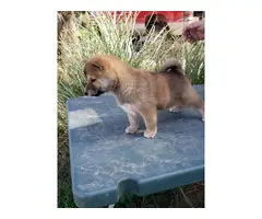 7 weeks old Shiba inu puppies to be re-home - 2