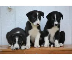 Litter of purebred border collie puppies