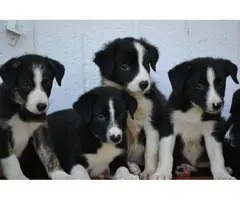 Litter of purebred border collie puppies - 2
