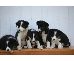 Litter of purebred border collie puppies - 3