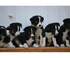Litter of purebred border collie puppies - 4