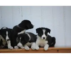 Litter of purebred border collie puppies - 5