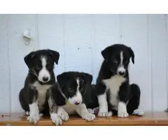Litter of purebred border collie puppies - 6