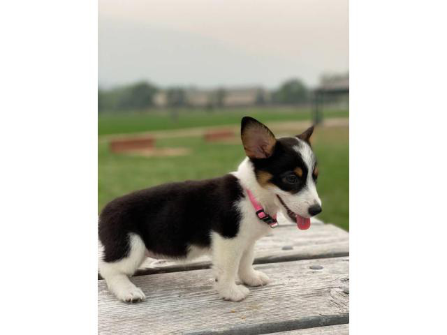 9 weeks old tri-colored Corgi puppies in Denver, Colorado ...