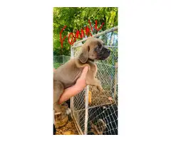 ICCF Registered Cane Corso puppies for sale - 3