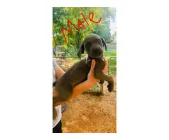 ICCF Registered Cane Corso puppies for sale - 4