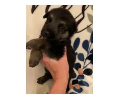 Black and Tan and solid black GSD puppies for sale - 3