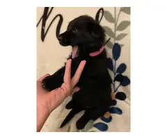 Black and Tan and solid black GSD puppies for sale - 4