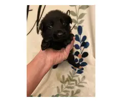 Black and Tan and solid black GSD puppies for sale - 6