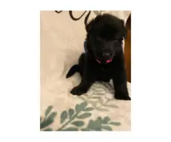 Black and Tan and solid black GSD puppies for sale - 8