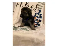 Black and Tan and solid black GSD puppies for sale - 9