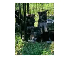 Black and Tan and solid black GSD puppies for sale - 10