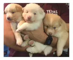 Three boys Pomsky puppies needing new homes - 4
