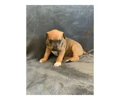2 Healthy baby Boxador puppies for adoption - 2