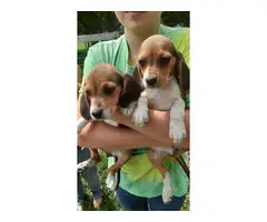 Beagle puppies 2 girls 7 boys
