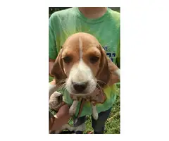Beagle puppies 2 girls 7 boys - 3