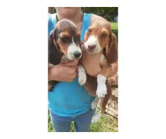 Beagle puppies 2 girls 7 boys - 4