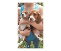 Beagle puppies 2 girls 7 boys - 6