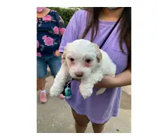 2 Maltipoo mix puppies available