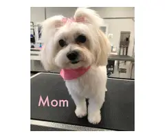 2 Maltipoo mix puppies available - 2