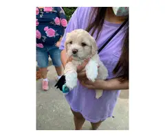2 Maltipoo mix puppies available - 3
