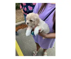 2 Maltipoo mix puppies available - 4