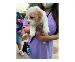 2 Maltipoo mix puppies available - 5