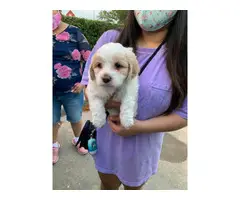 2 Maltipoo mix puppies available - 6