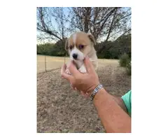 Two full-blooded Corgi puppies - 9