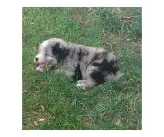 One male Aussiedoodle puppy for sale - 3