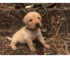 Yellow and black Labrador retriever puppies for sale