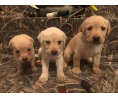 Yellow and black Labrador retriever puppies for sale - 2
